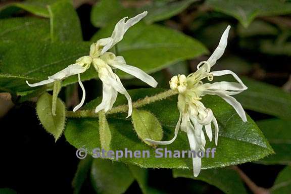 loropetalum chinense 2 graphic